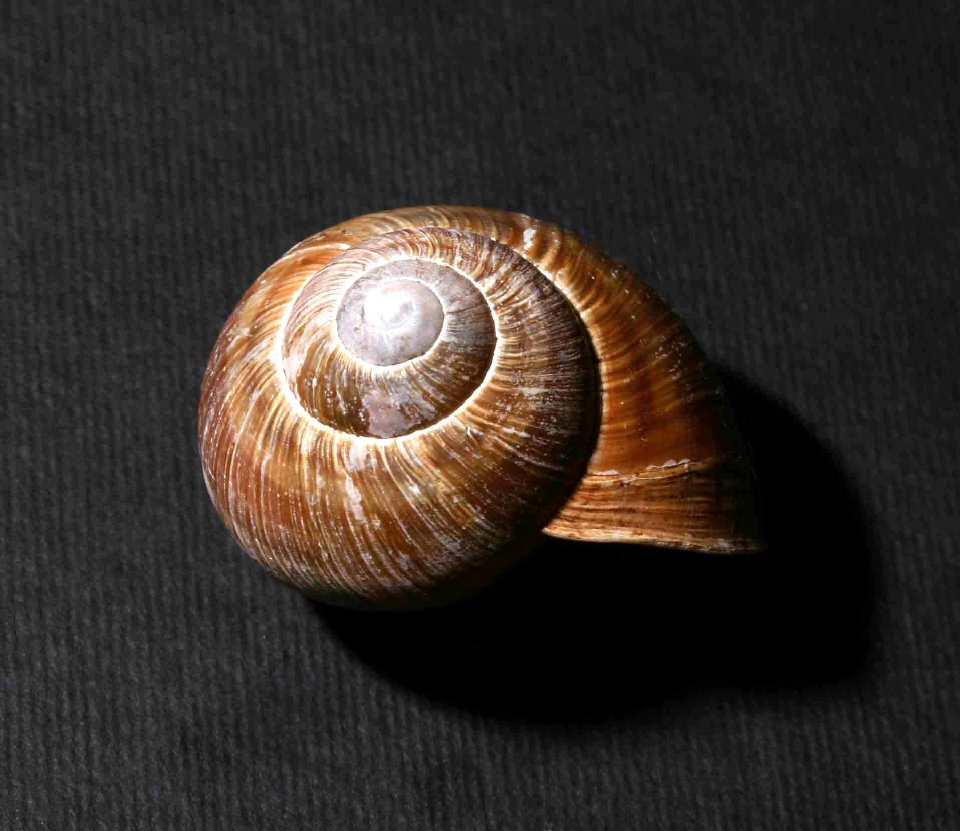Helix (Helix) pomatia Linnaeus, 1758 - Dolomiti bellunesi